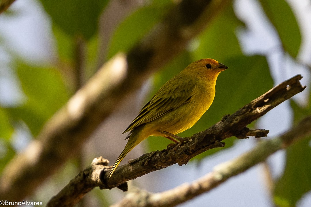 Saffron Finch - ML644531830