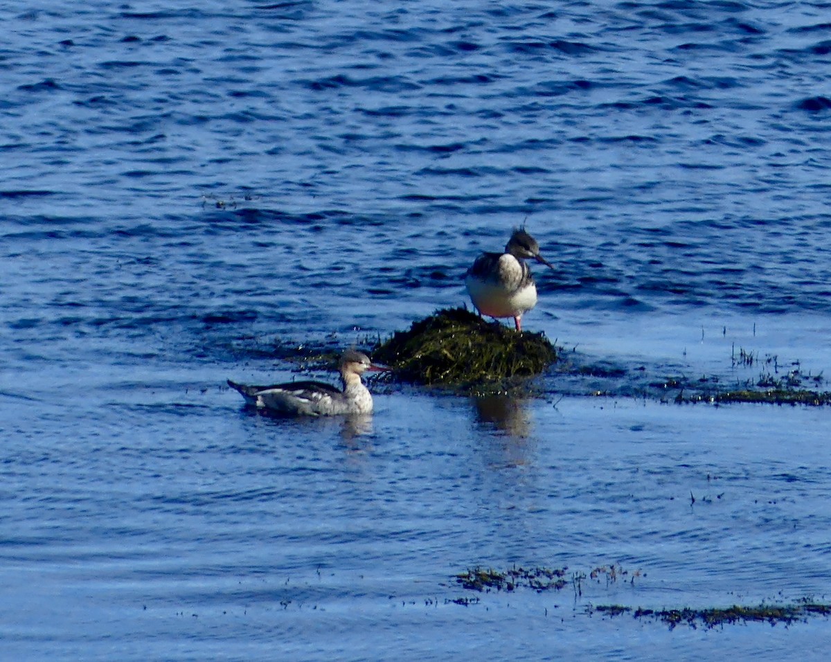 Red-breasted Merganser - ML644531833