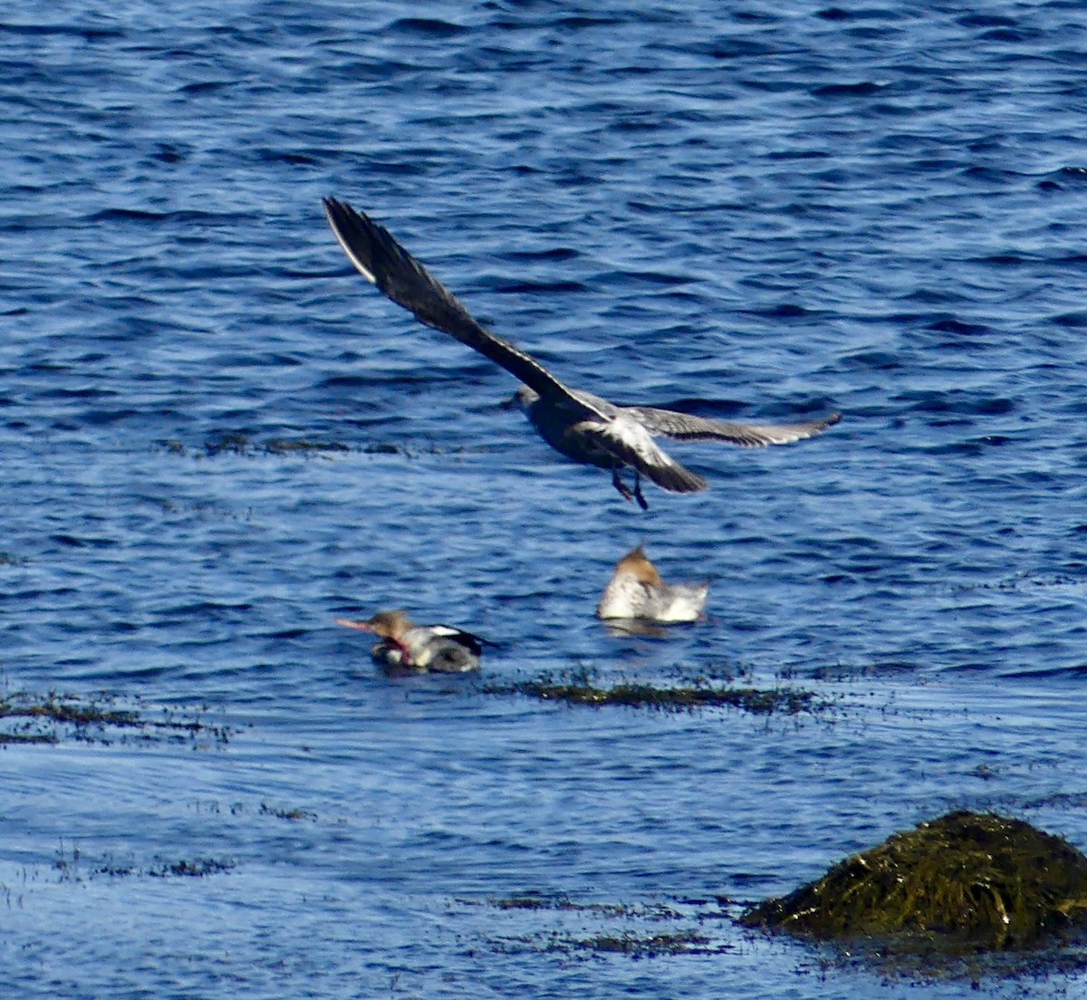 Red-breasted Merganser - ML644531834