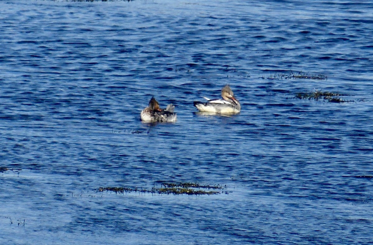 Red-breasted Merganser - ML644531835