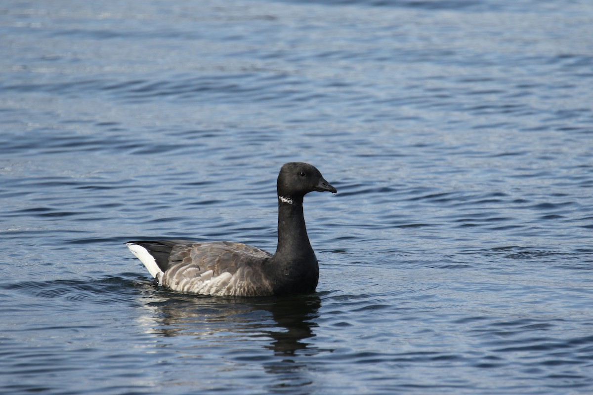 Brant (Dark-bellied) - ML644531843