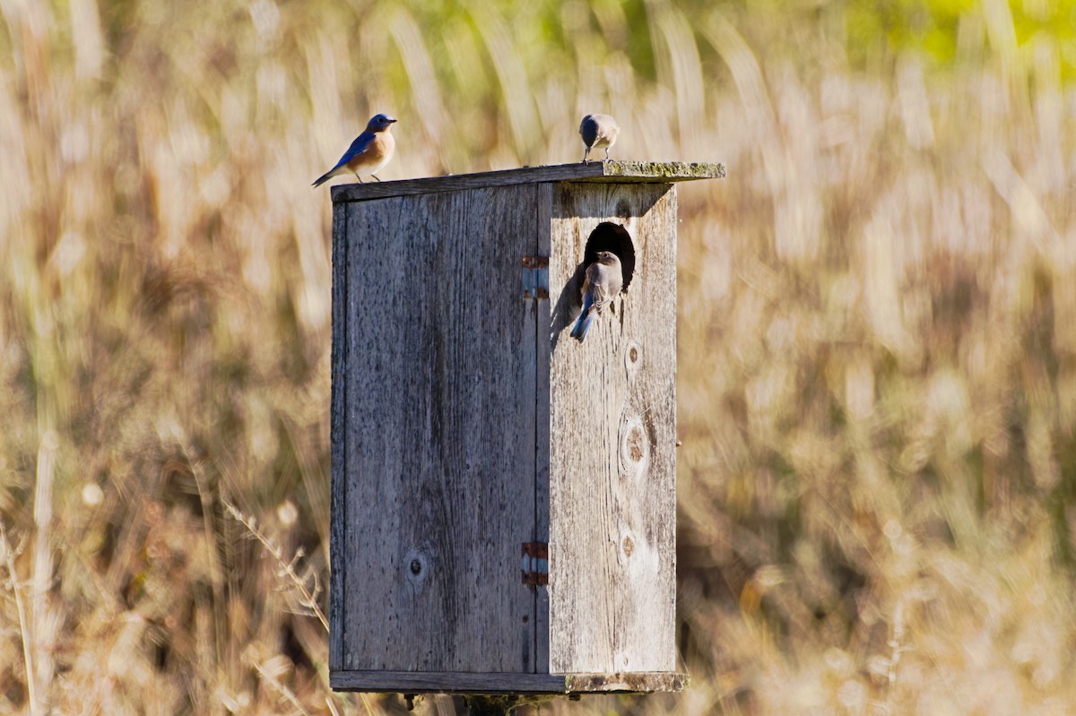 Блакитник східний - ML644531862