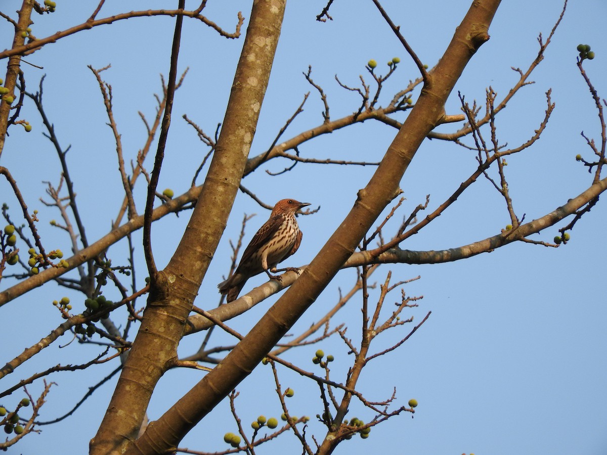 Violet-backed Starling - ML644531867