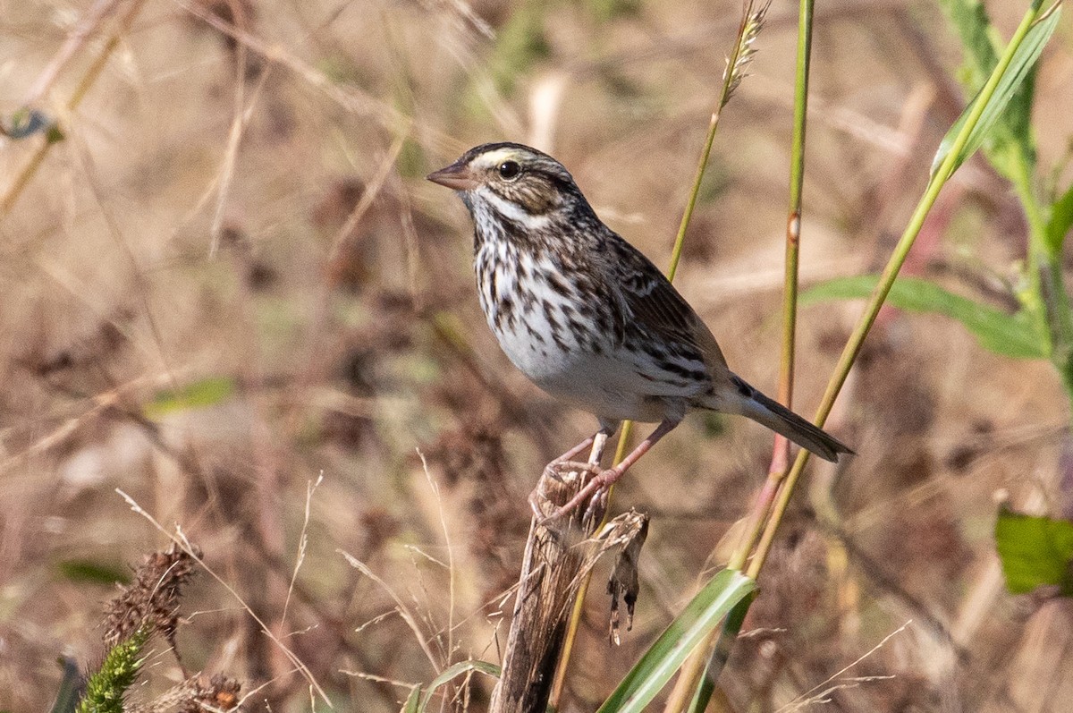 Savannah Sparrow - ML644531873