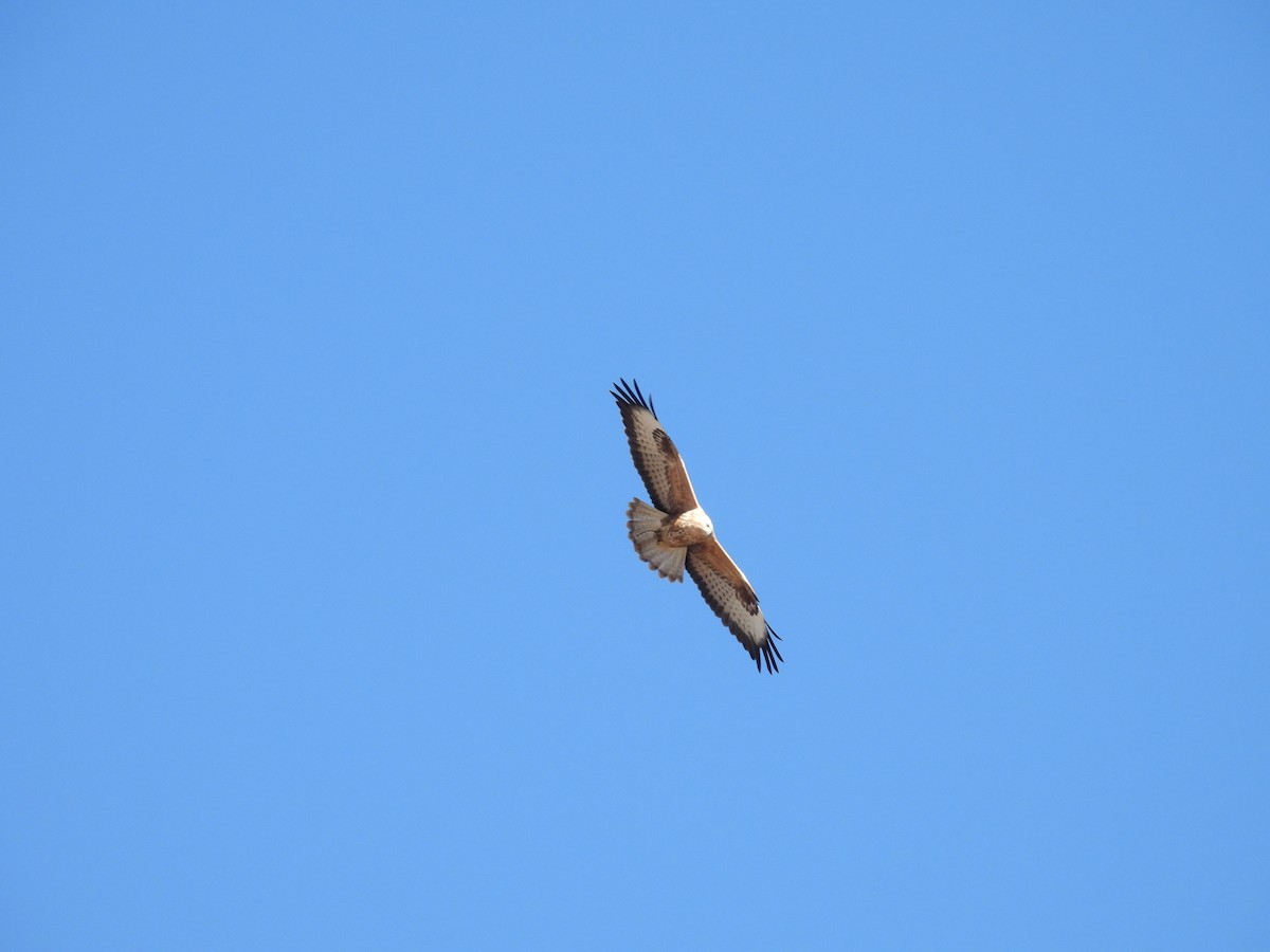 Long-legged Buzzard - ML644531880