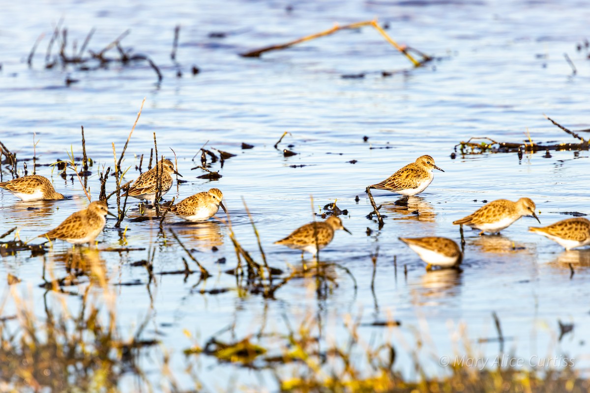 Least Sandpiper - ML644531881