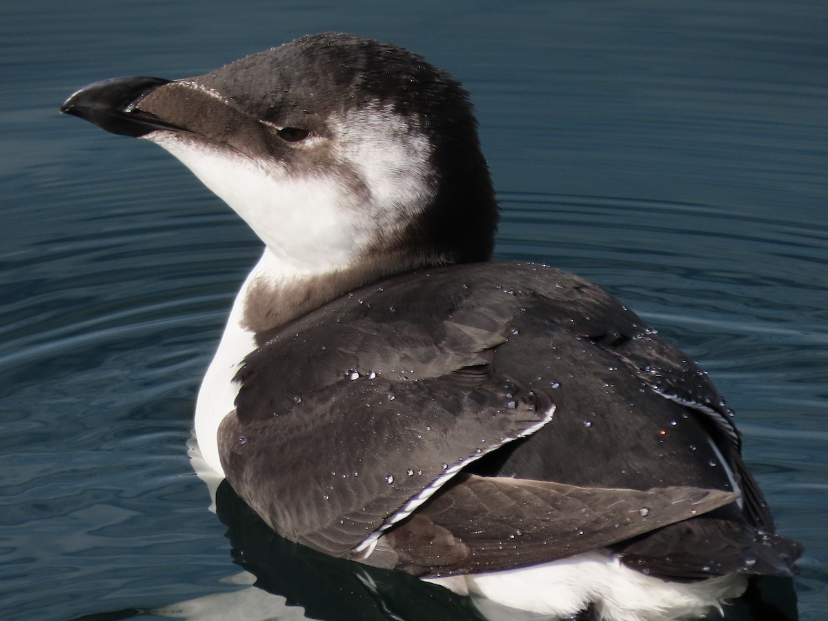 Razorbill - ML644531882