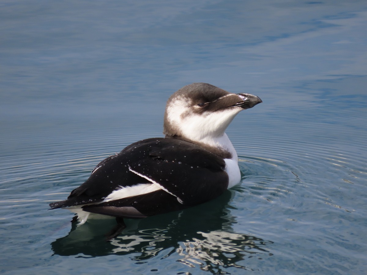 Razorbill - ML644531883