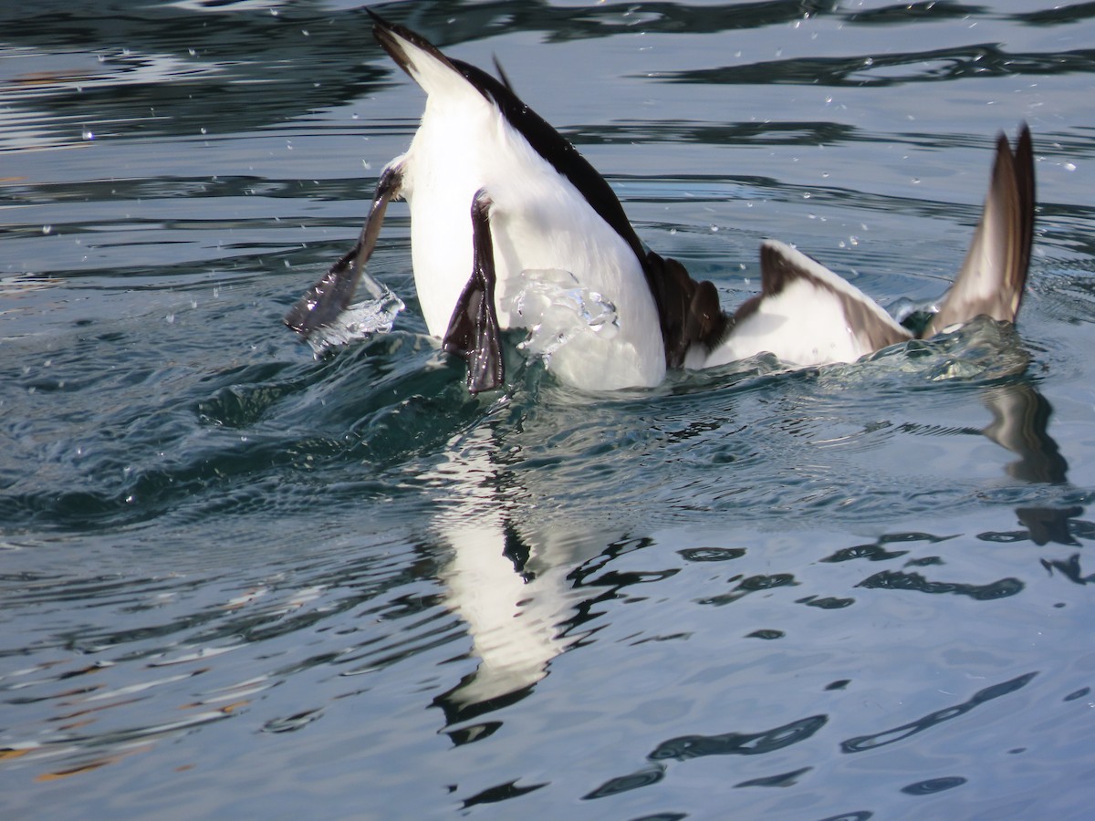 Razorbill - ML644531884