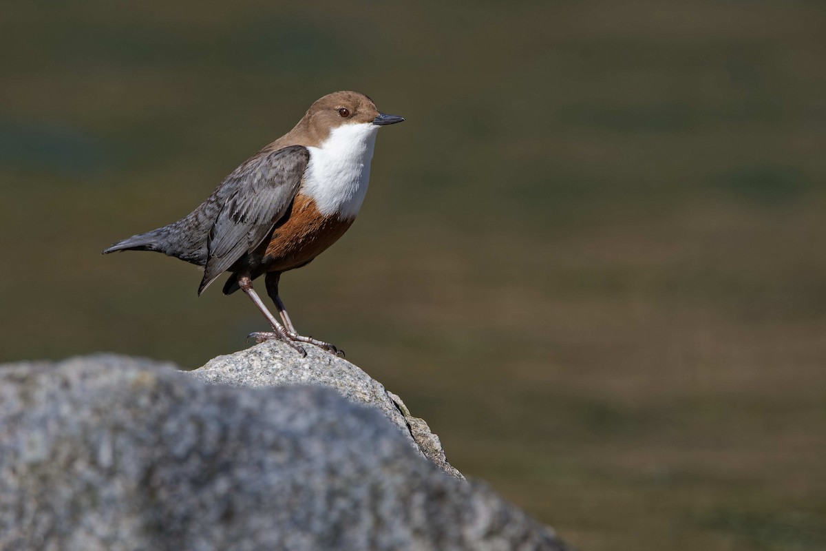 Гялаан омруут харзлай - ML644531894