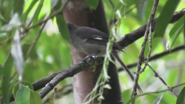 Long-tailed Sibia - ML644531899