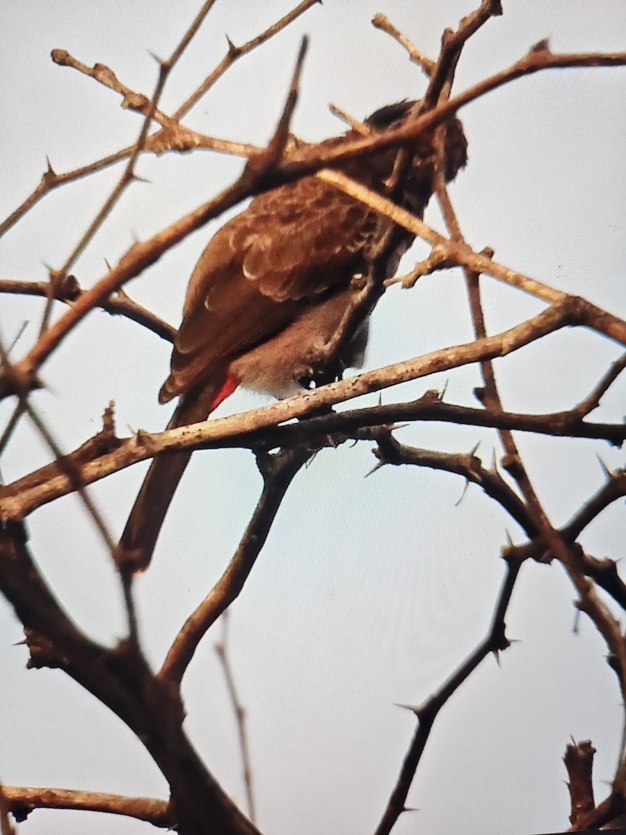Red-vented Bulbul - ML644531902