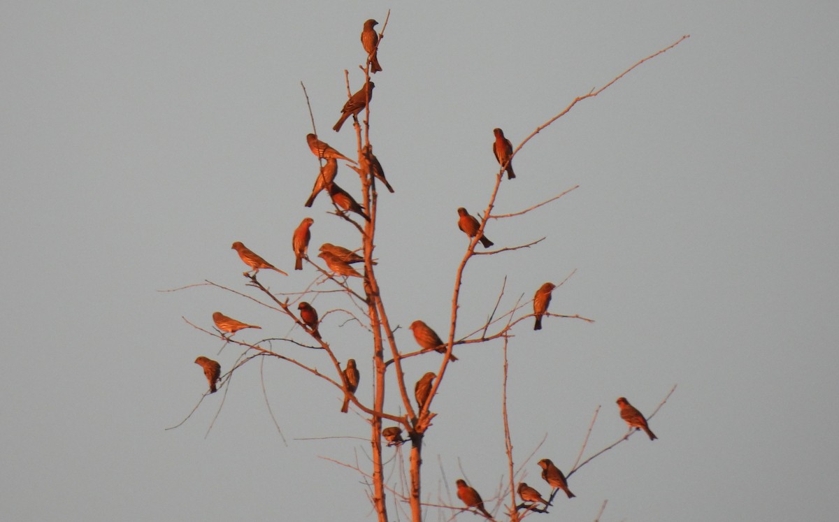 House Finch - ML644531905