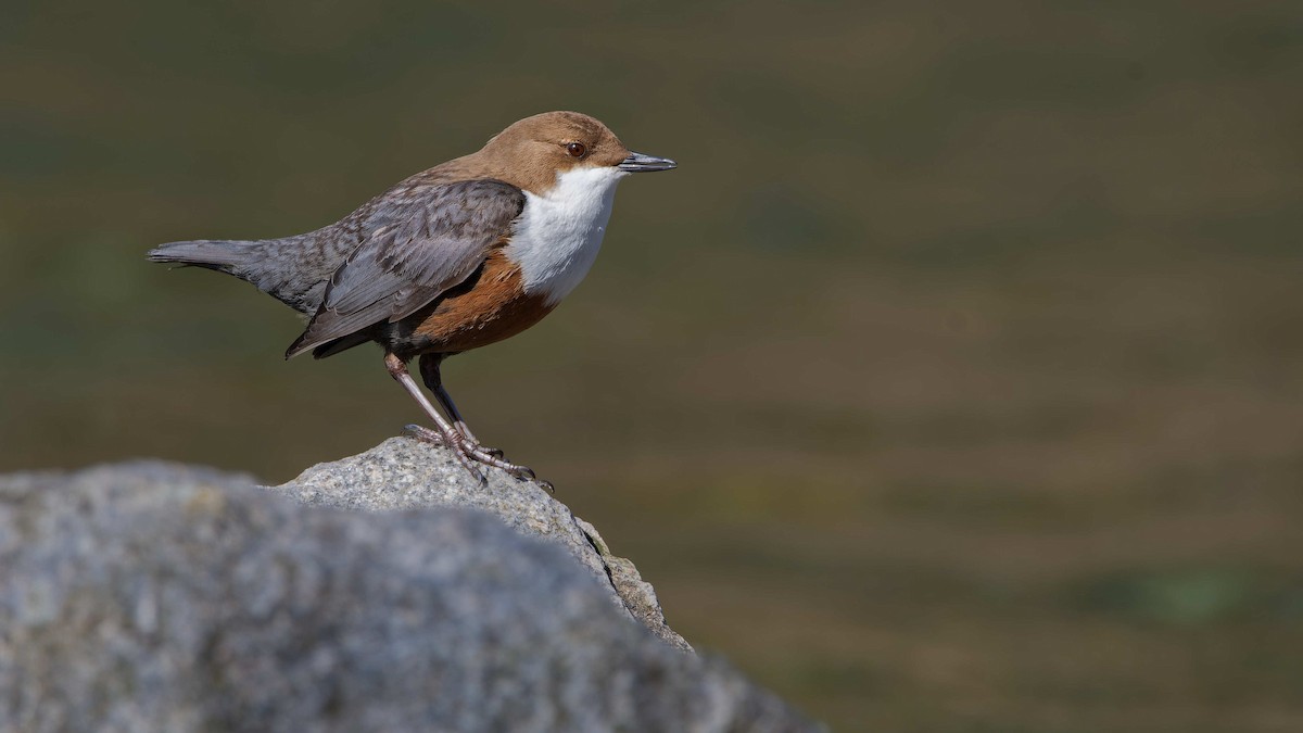 Гялаан омруут харзлай - ML644531915