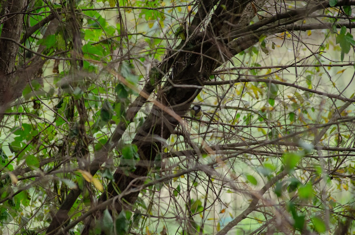 ヨーロッパシジュウカラ - ML644531920