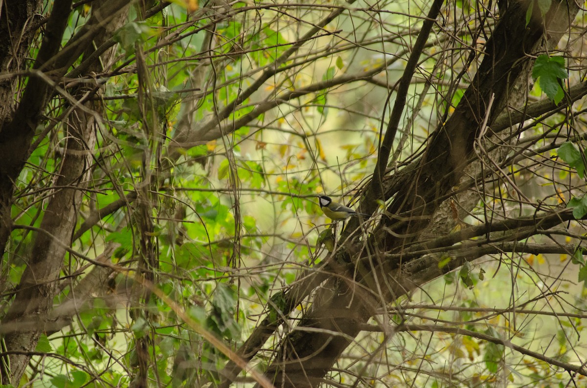 ヨーロッパシジュウカラ - ML644531921