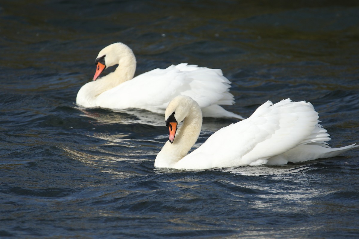 Mute Swan - ML644531922