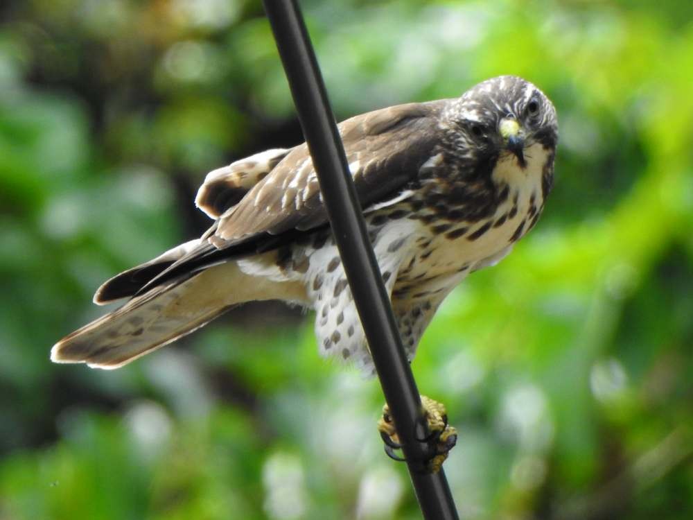 Busardo Aliancho - ML644531937