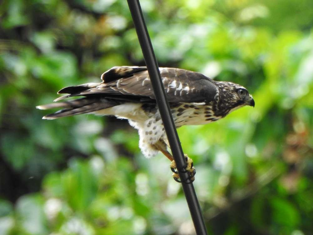 Busardo Aliancho - ML644531938