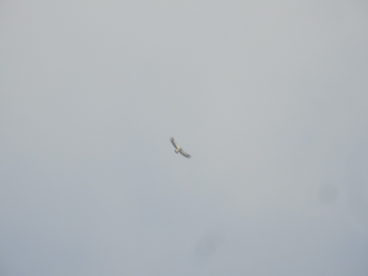 sup himálajský - ML644531944