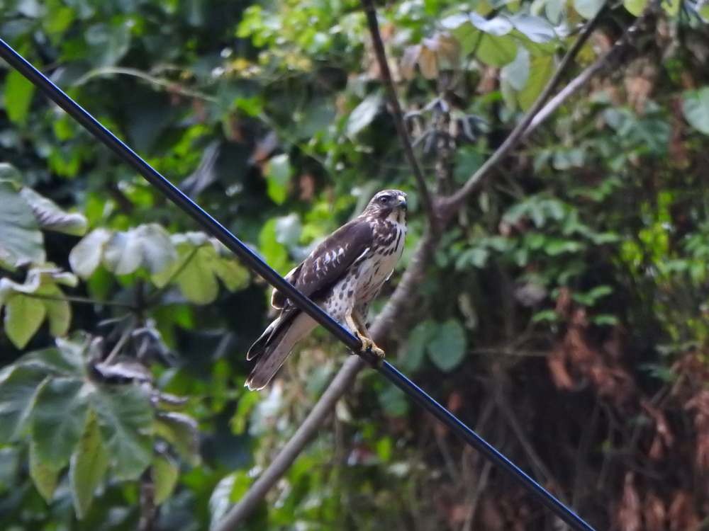 Busardo Aliancho - ML644531945