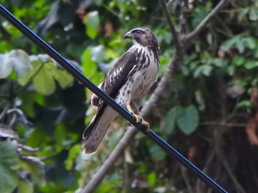 Busardo Aliancho - ML644531946