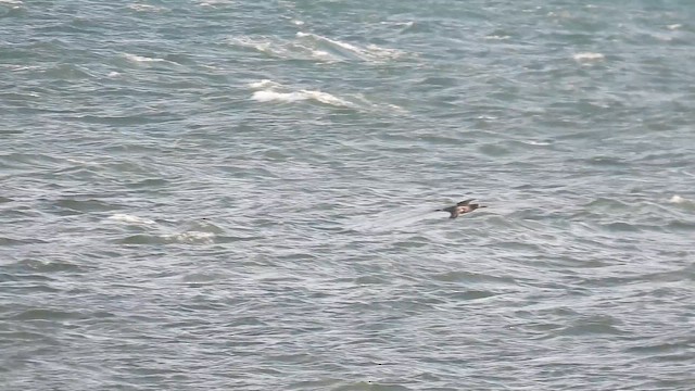 Northern Gannet - ML644531950