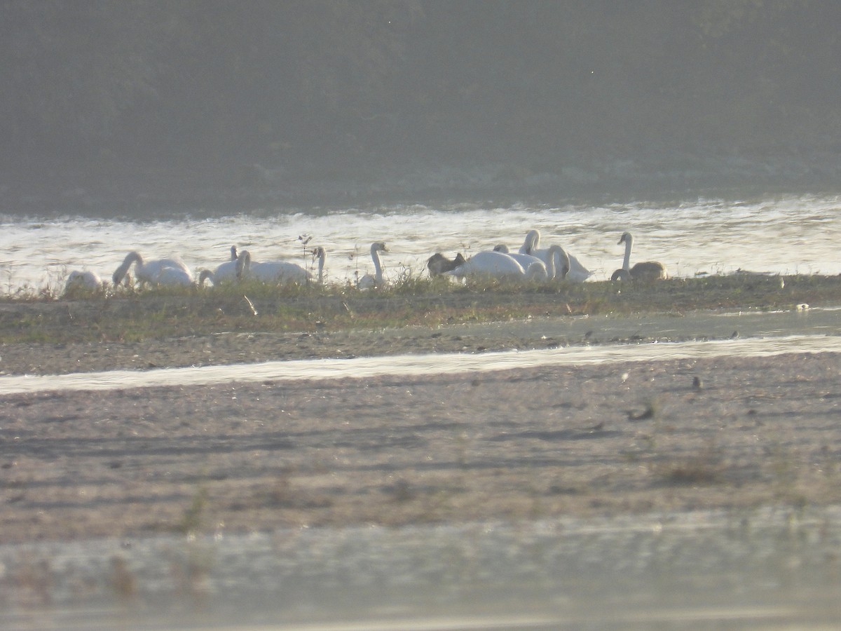 Mute Swan - ML644531967