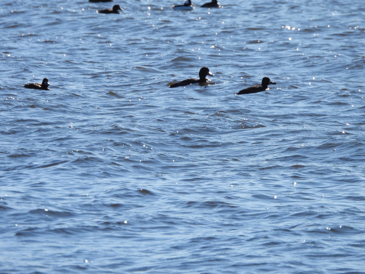 コスズガモ - ML644531973