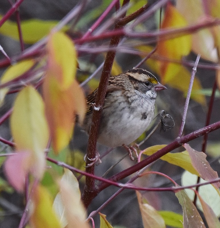 strnadec bělohrdlý - ML644531976