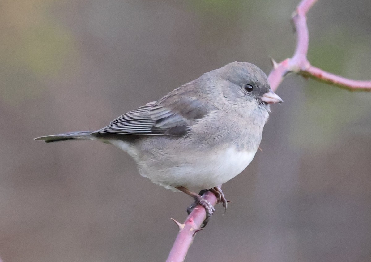 vinterjunko (hyemalis/carolinensis) - ML644531978