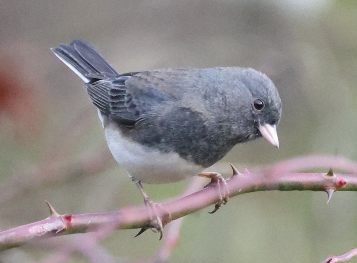 vinterjunko (hyemalis/carolinensis) - ML644531979