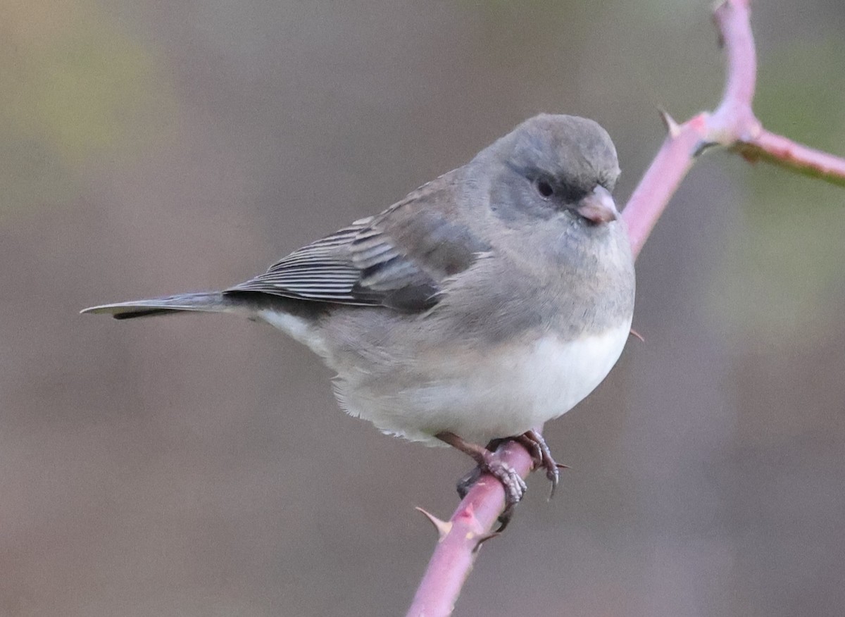 vinterjunko (hyemalis/carolinensis) - ML644531980