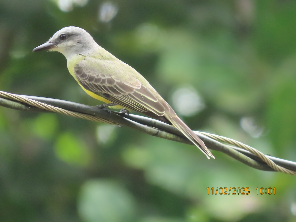 Tropical Kingbird - ML644531981