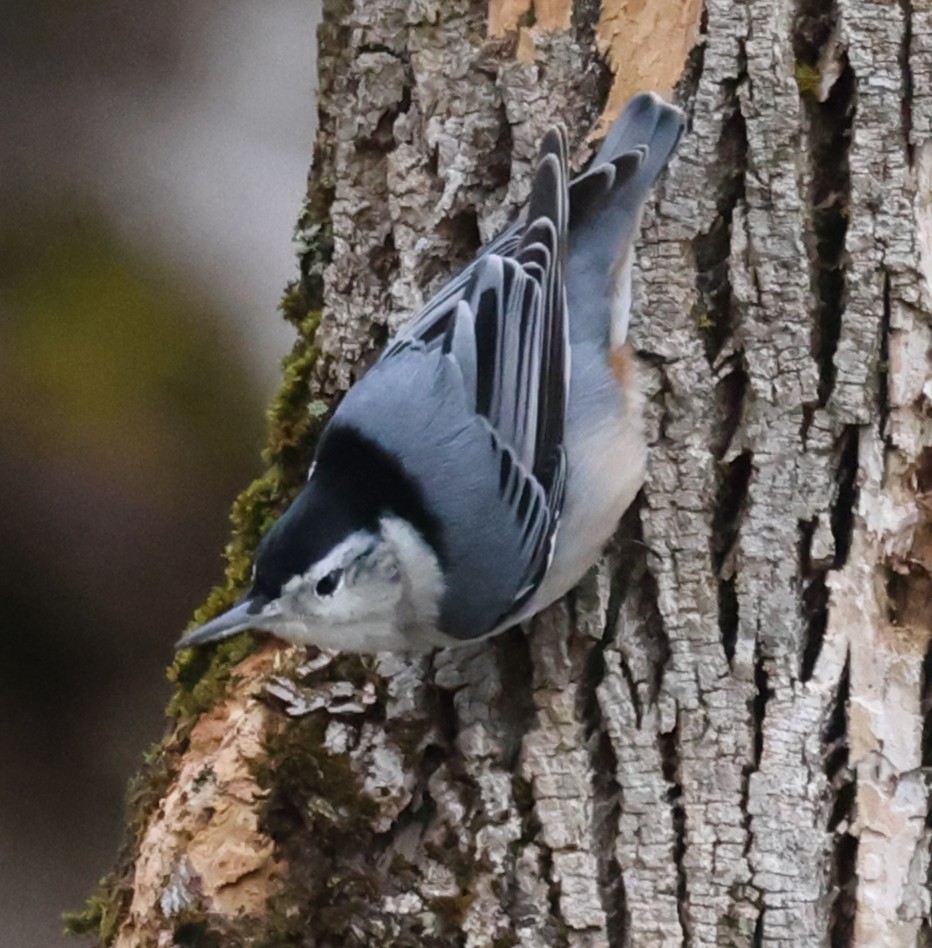 hvitbrystspettmeis (carolinensis) - ML644531989