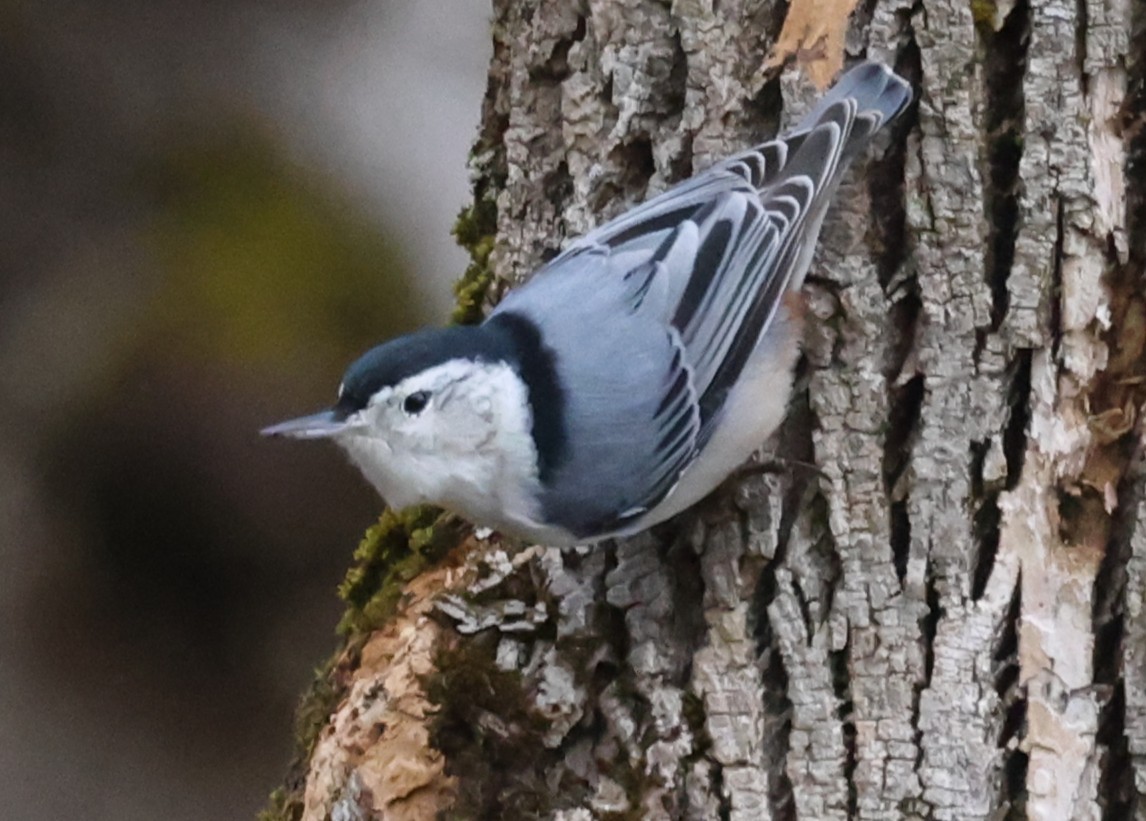 hvitbrystspettmeis (carolinensis) - ML644531990