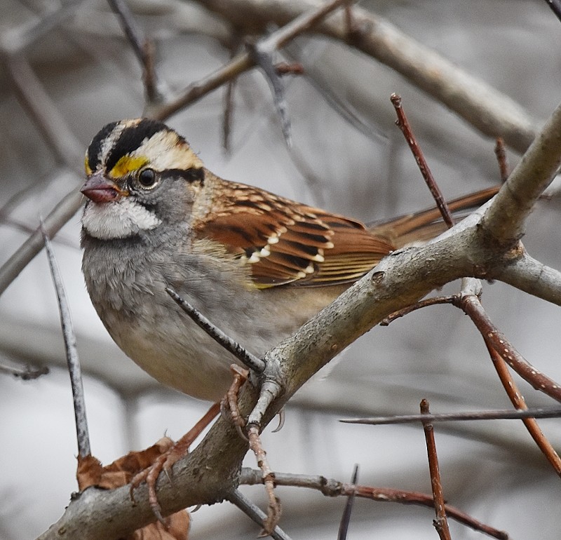 strnadec bělohrdlý - ML644531992