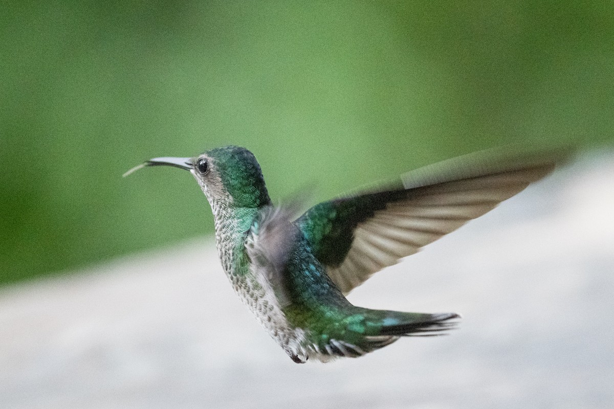 Weißnackenkolibri - ML644531993