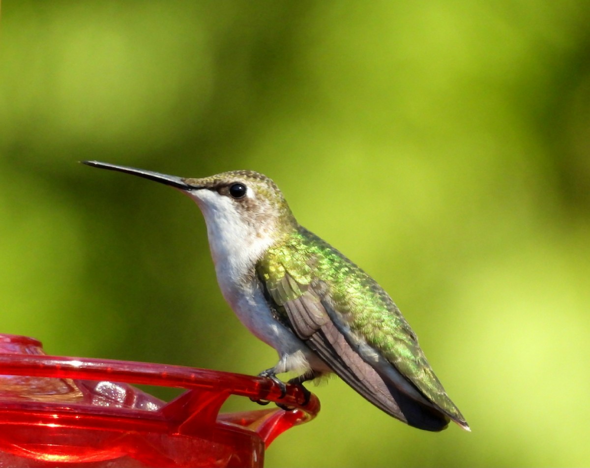 Ruby-throated Hummingbird - ML644531999