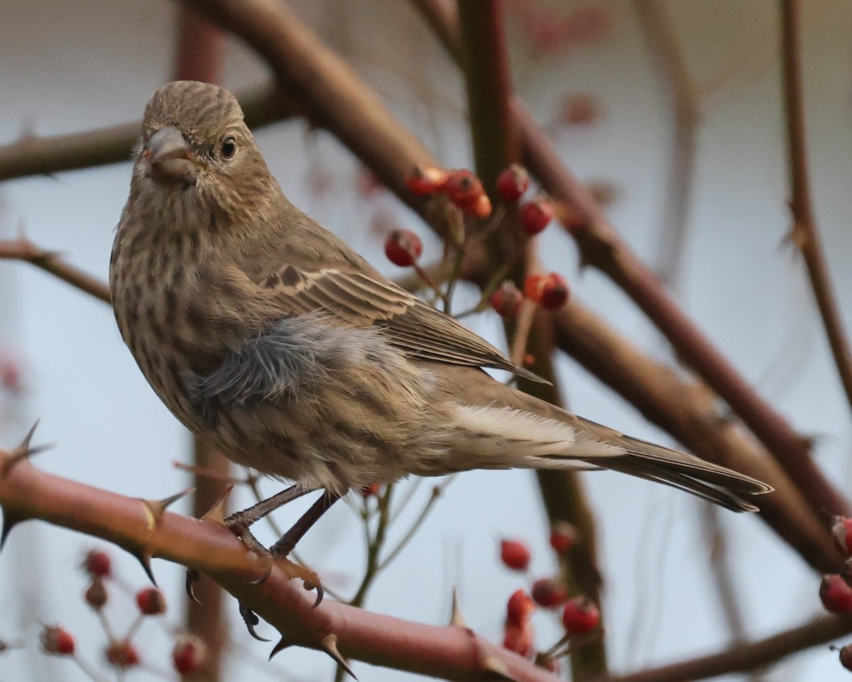 husrosenfink - ML644532003