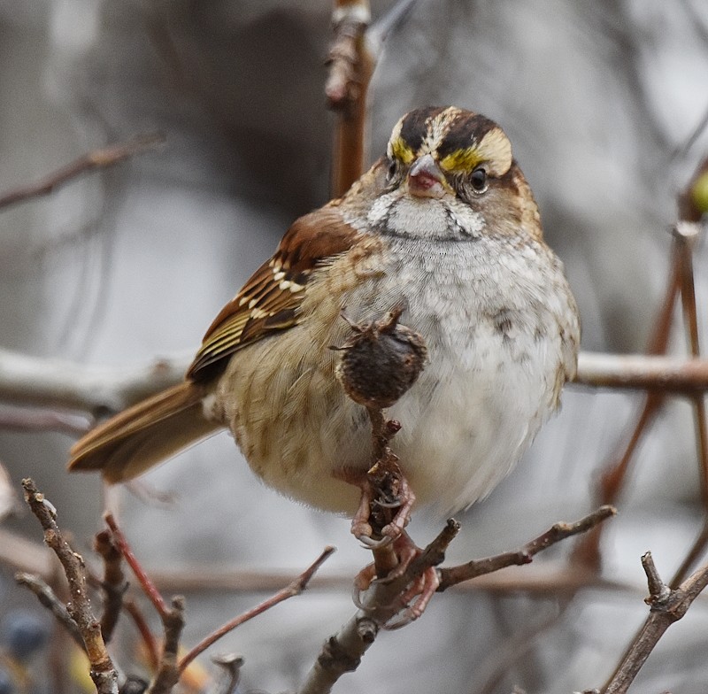 strnadec bělohrdlý - ML644532006