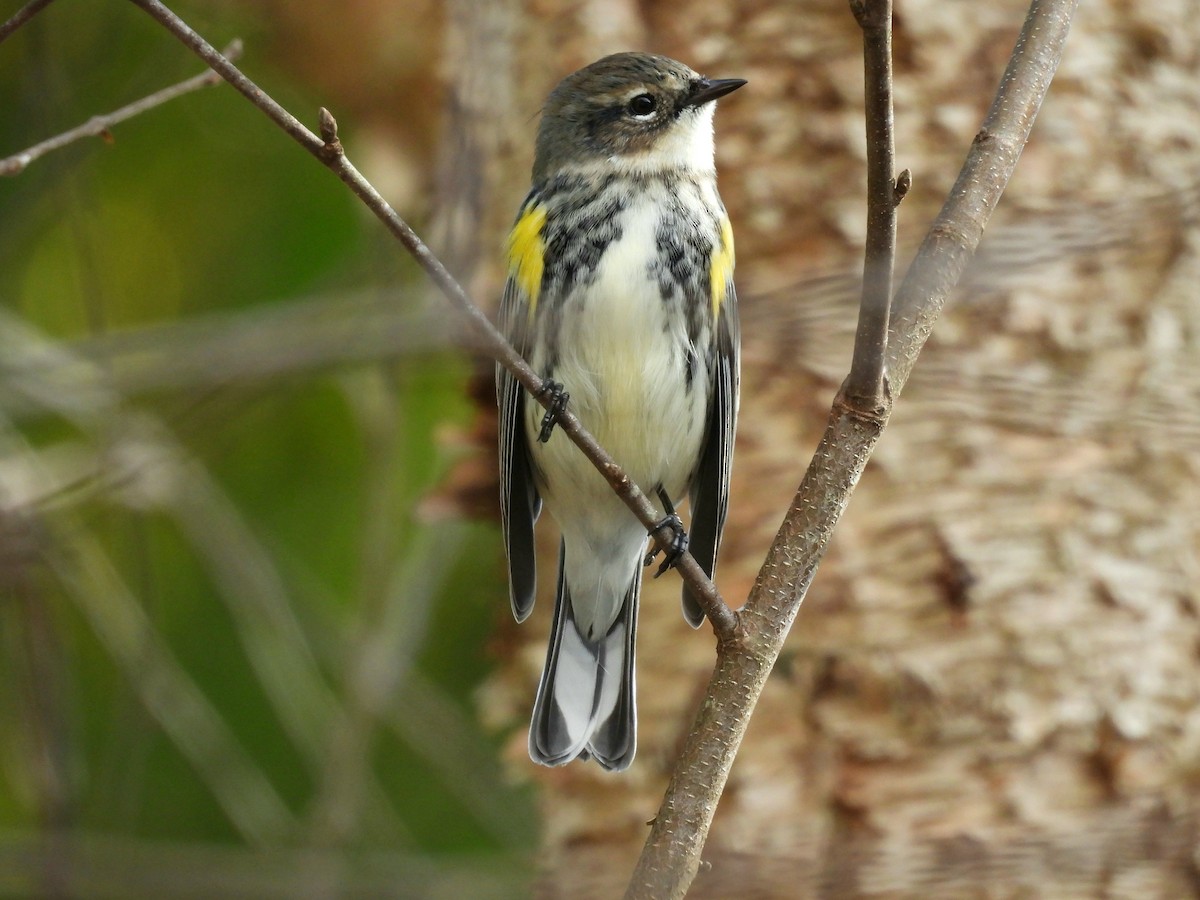 キヅタアメリカムシクイ - ML644532029