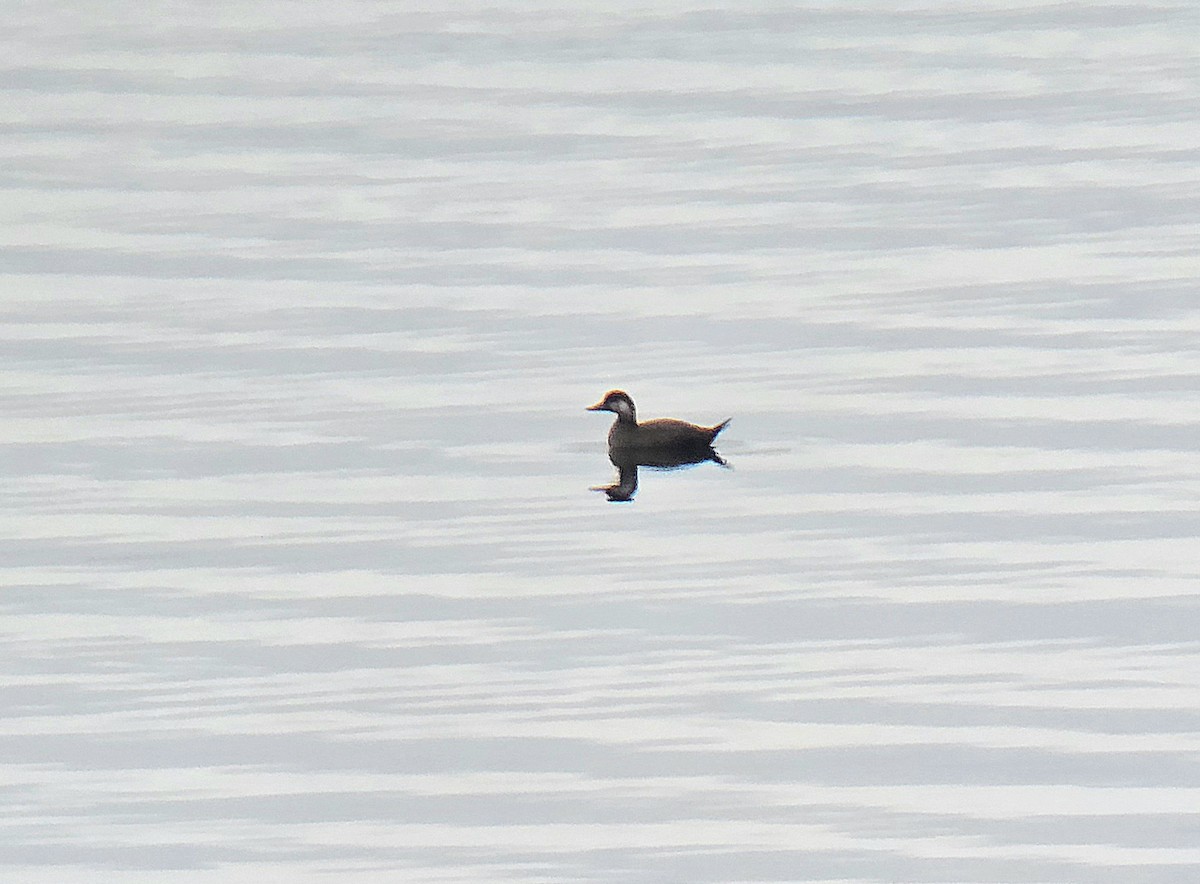 Black Scoter - ML644532036