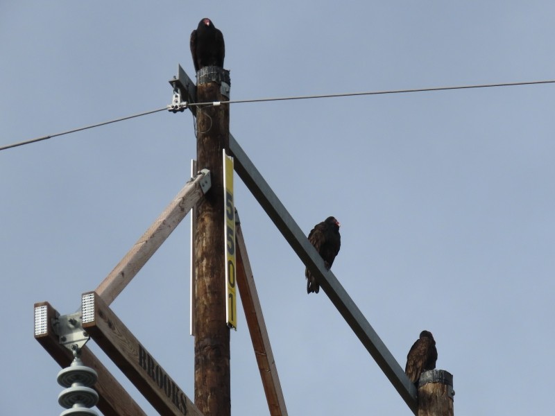 kalkunkondor - ML644532041