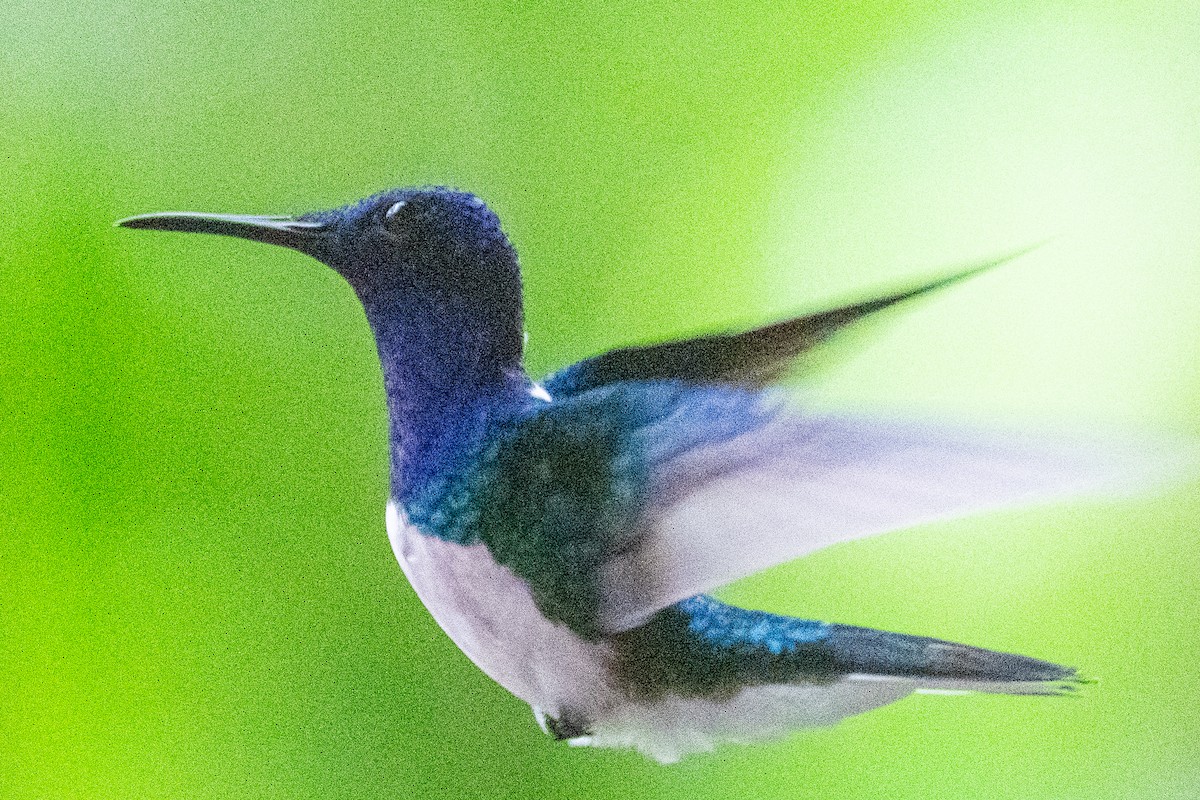 Weißnackenkolibri - ML644532044