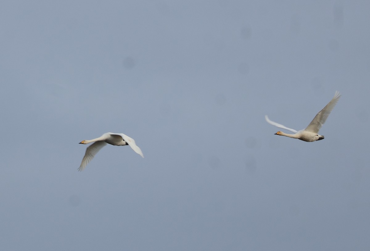 Whooper Swan - ML644532045