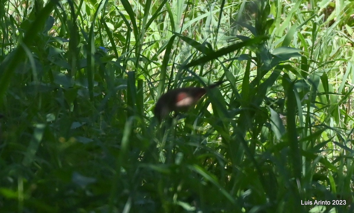 Al Kanatlı Mumgaga - ML644532050