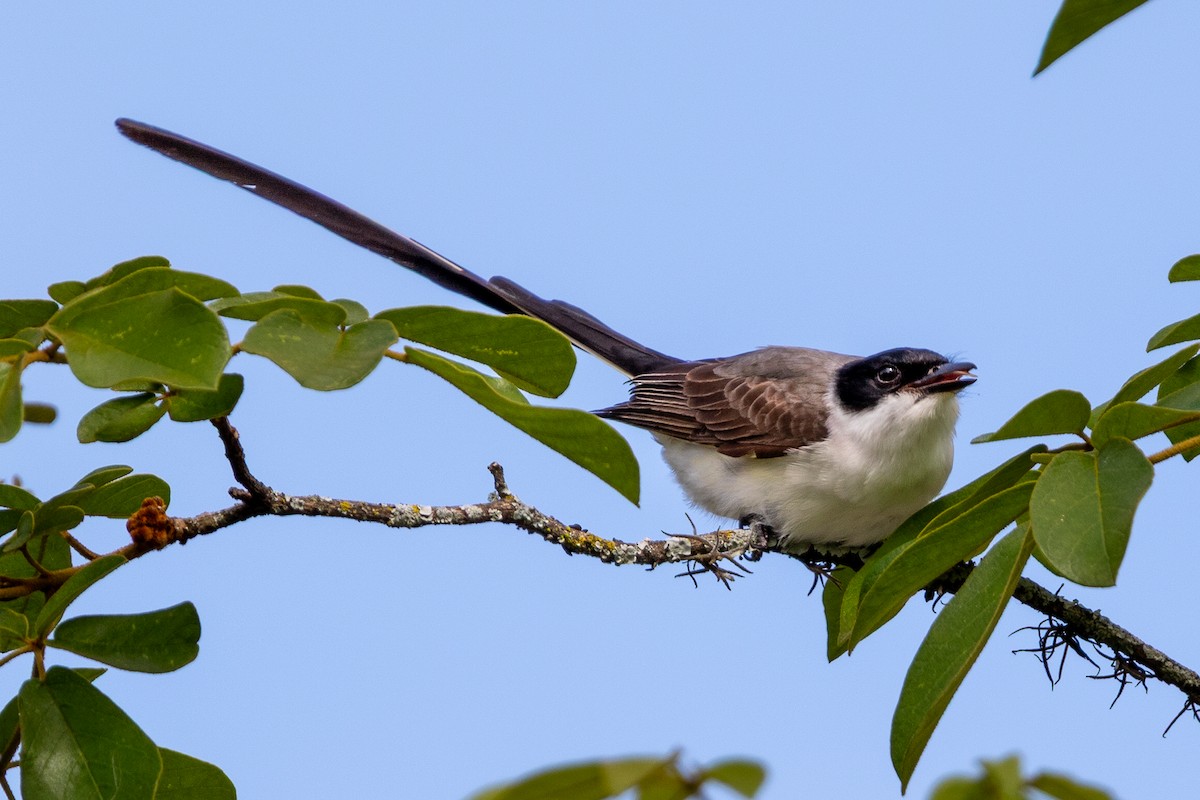 Fork-tailed Flycatcher - ML644532058