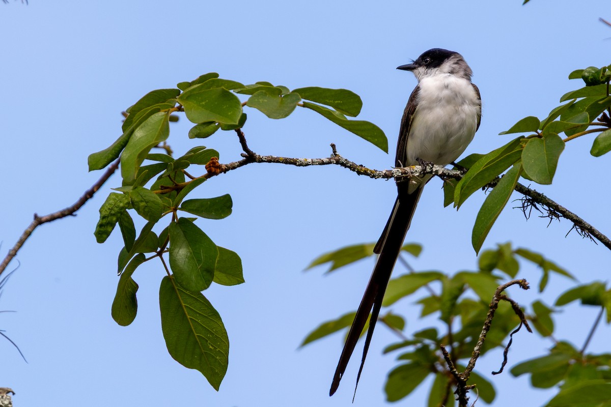 Fork-tailed Flycatcher - ML644532059