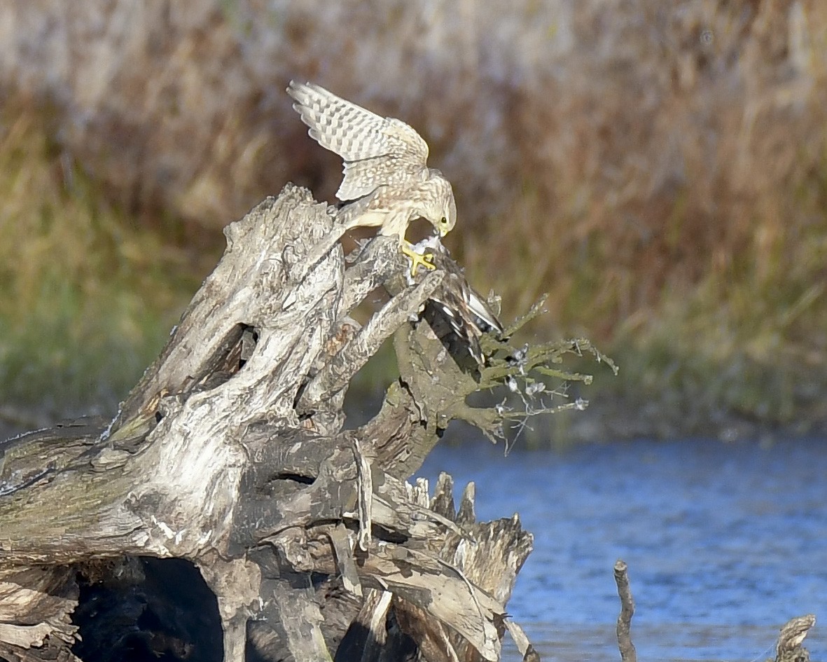 Merlin - ML644532070